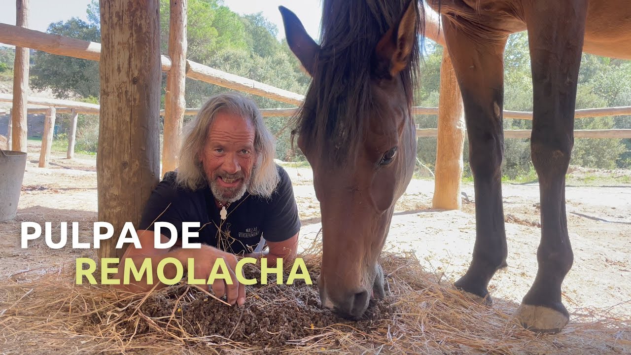 ¿Qué es la pulpa de remolacha? ¿Y qué le aporta a los caballos?🐴