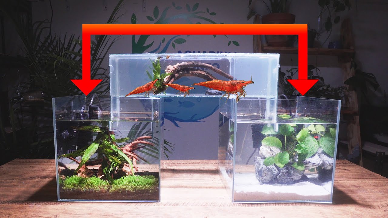 I Made A FISH BRIDGE For My Cherry Shrimp