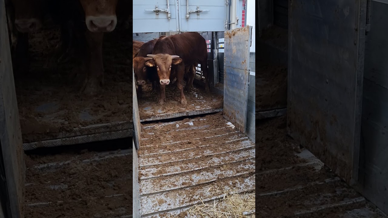 Limousin D'abattage de bonne qualit&eacute;