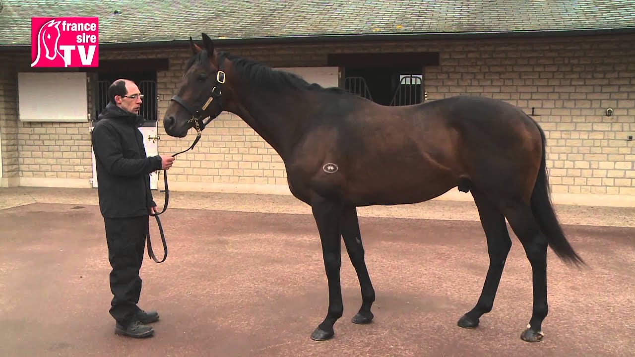 MASKED MARVEL, étalon au Haras d'Etreham - RDE 2015