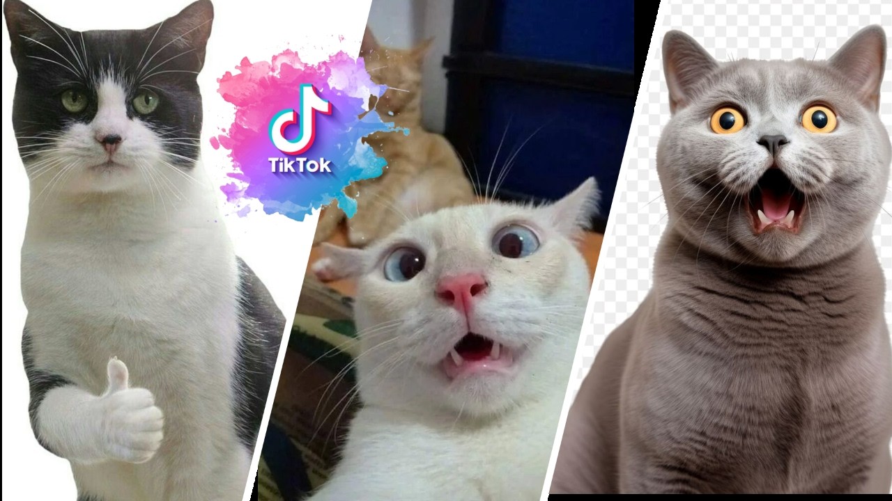 Bruschimichis 😹 | Funniest Cat Videos & Hilarious Moments #12