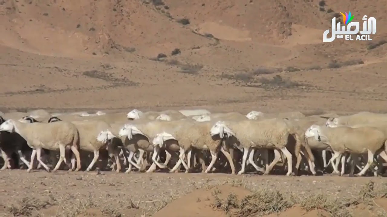 بلدية بيطام تاريخ و حضارة او ما يعرف ببيت الطعام