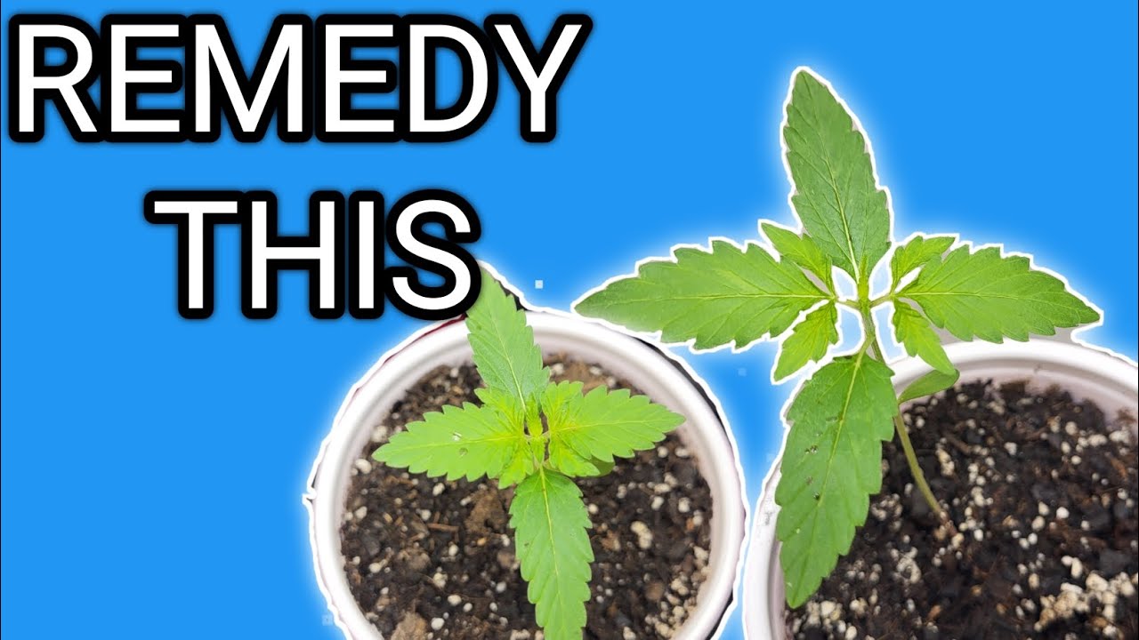 Why Your Plants Could Be STUNTED