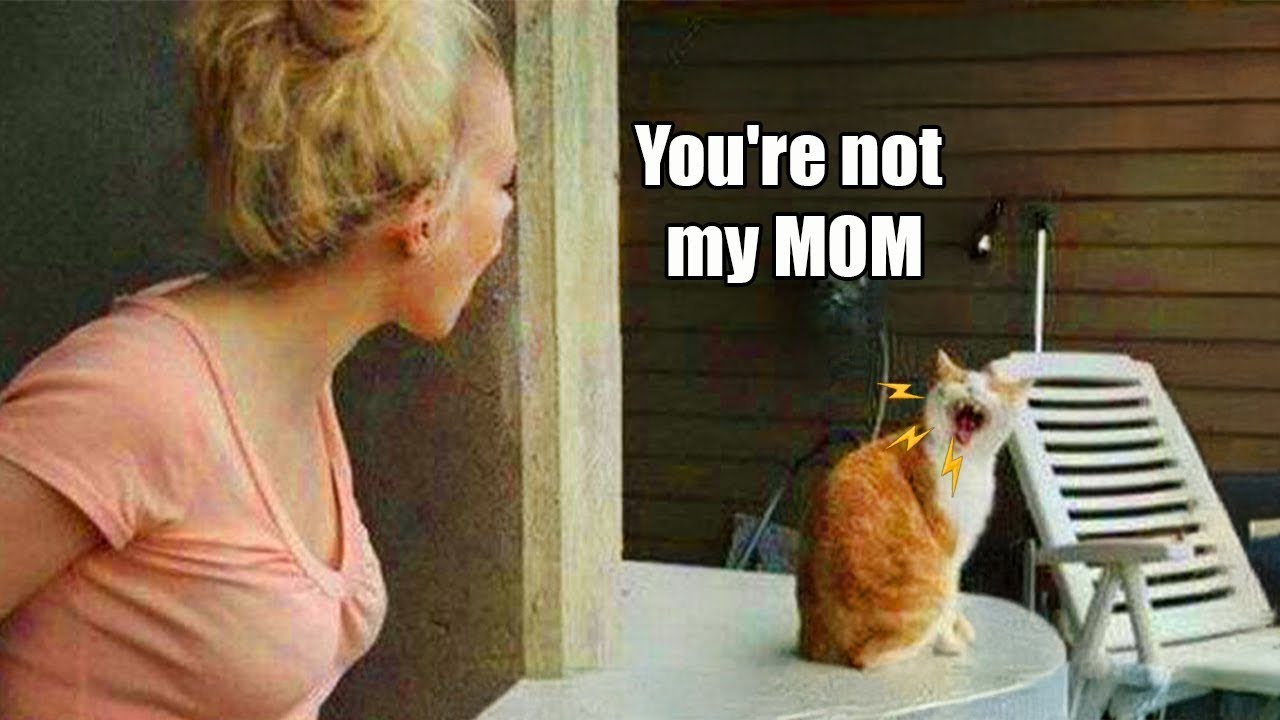 When you live with an Attitude Cat 🤣 Funniest Cat Reactions!