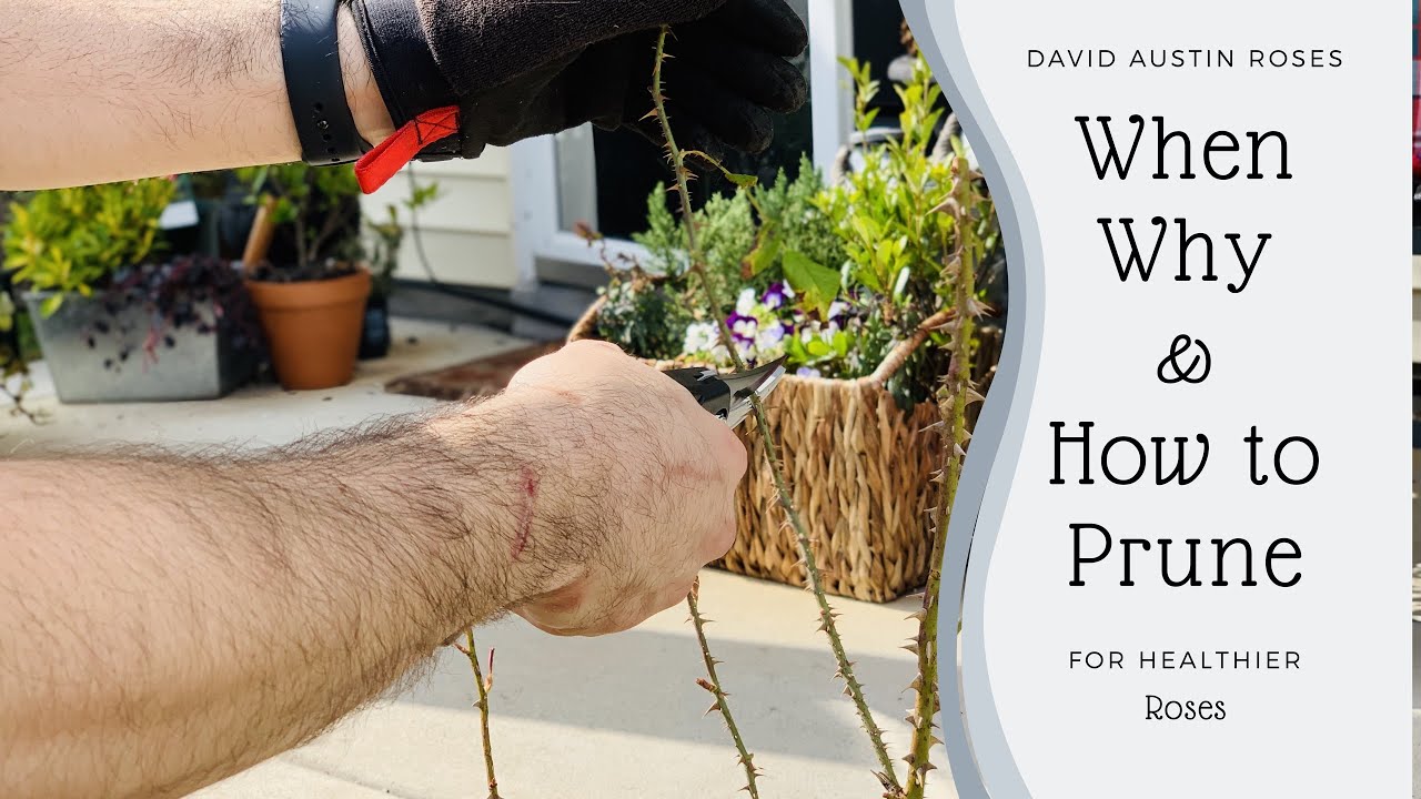 David Austin Roses 2019 - How to prune