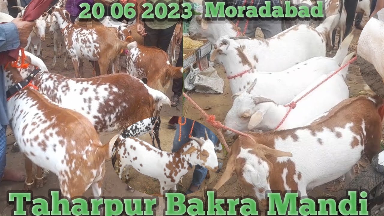 20 06 taharpur Bakra Mandi 2023 | Qurbani ke janwar Qurbani ke Bakre | barbari Eid ke Bakre for sale