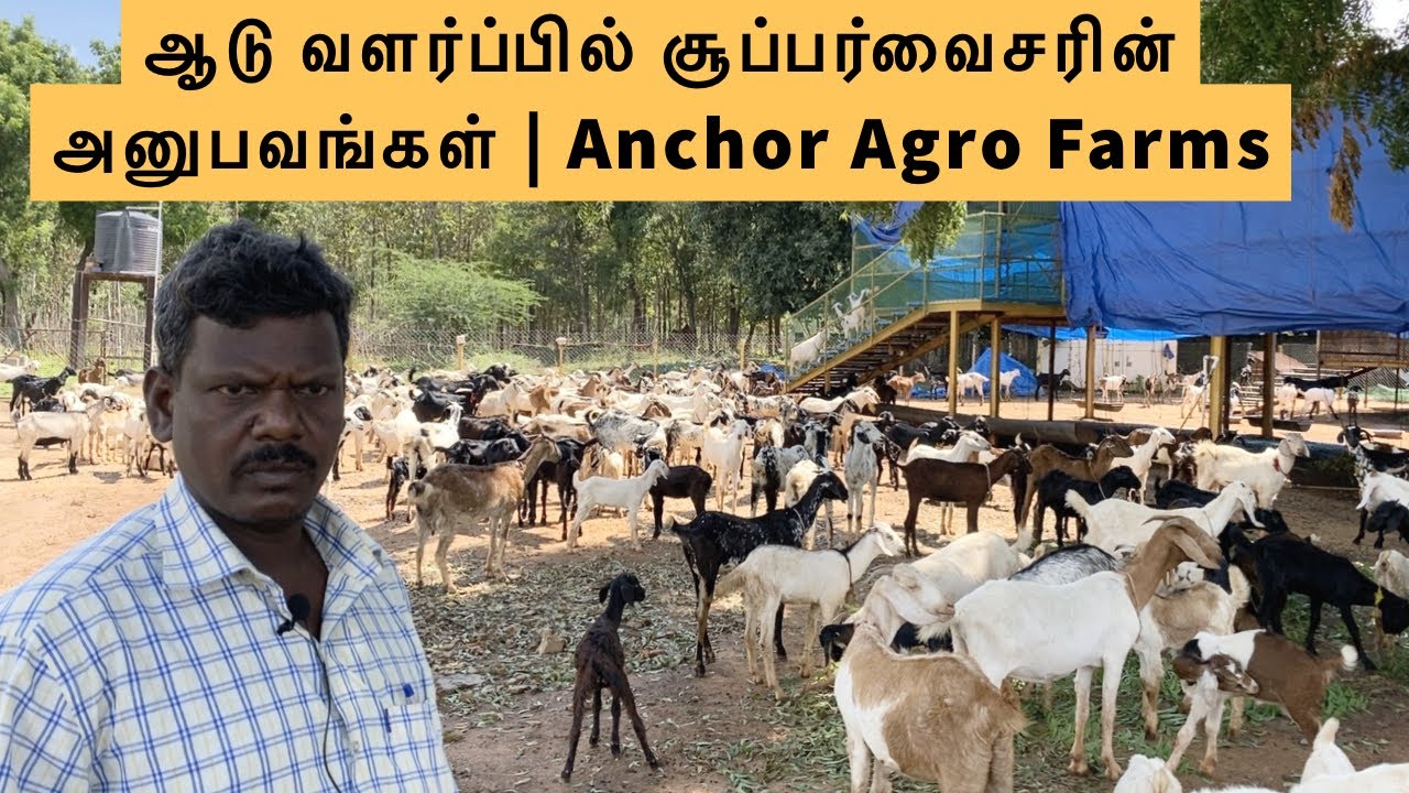 ஆடு வளர்ப்பில் சூப்பர்வைசரின் அனுபவங்கள் | Anchor Agro Farms | Country goats rearing | 🐐| Ariyalur