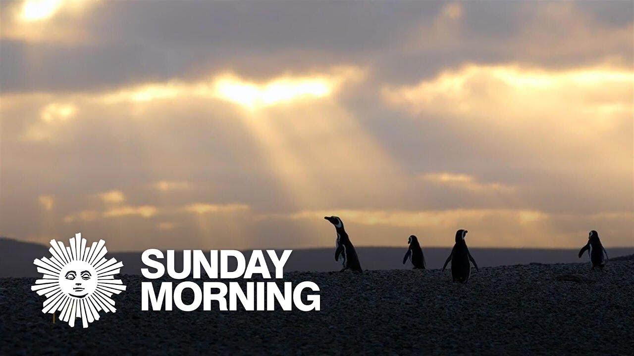 Nature: Penguins in Patagonia