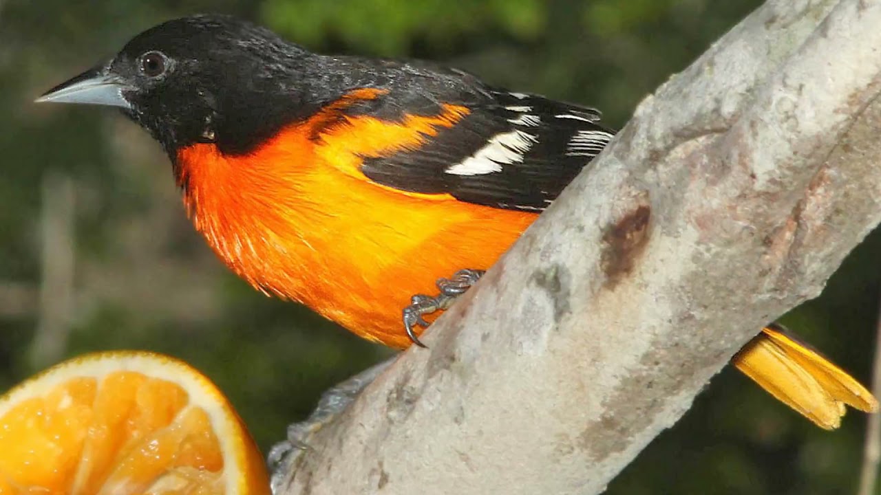 Baltimore Oriole Bird Song Video: Bird Songs Eastern North America-Northern Oriole Nature Sounds