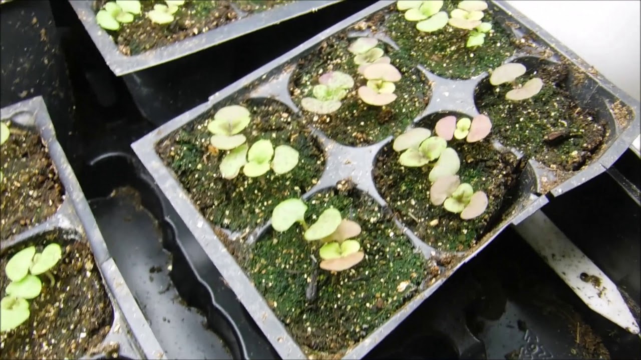 coleus seedlings update, what do coleus seedlings look like