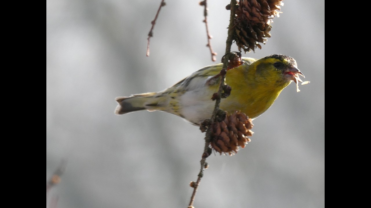 Erlenzeisig Zeisig Finkenvogel Vogel Vögel Bird Birds gelb #zeisig #erlenzeisig #vogel #bird