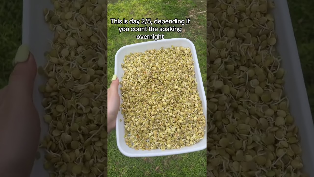 Sprout lentils for chickens