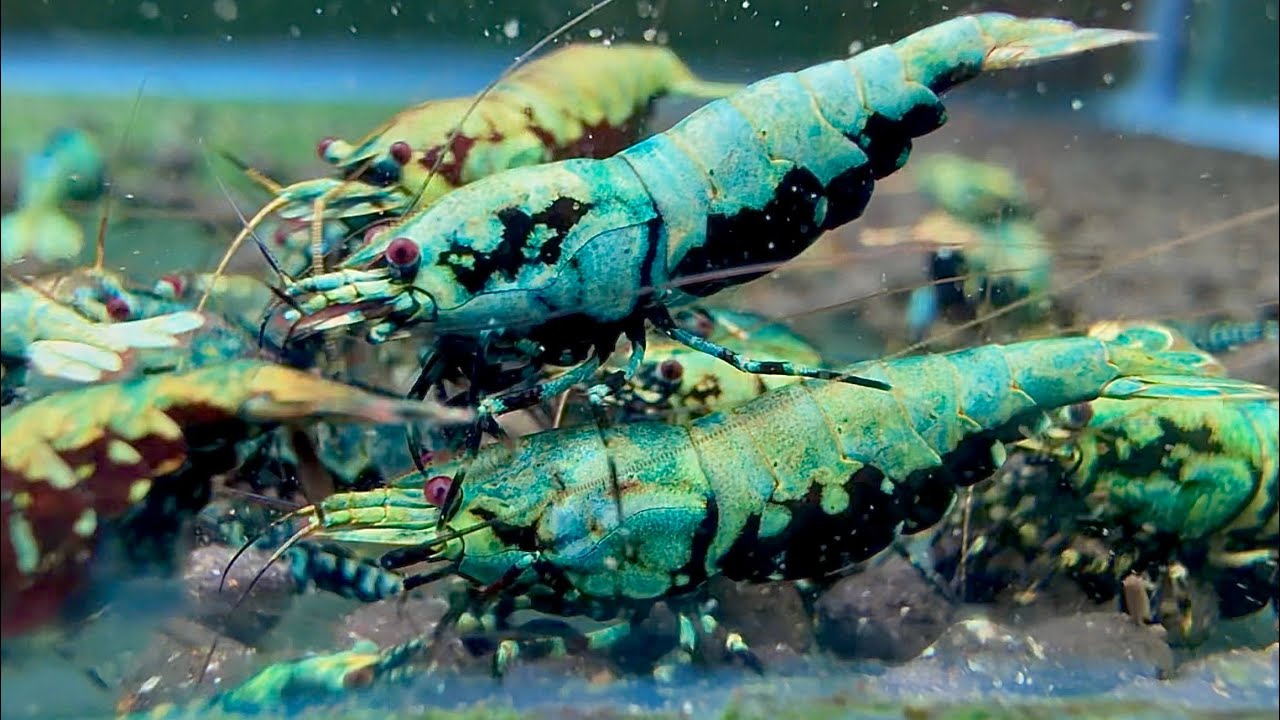 Blue Boa Shrimp Breeding Secrets
