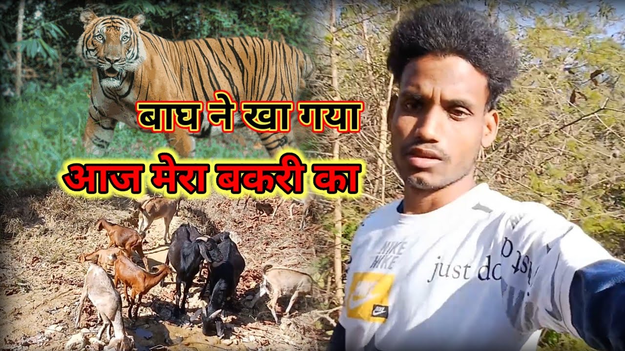 आज जंगल में बाघ देखे || saw tigers in the jungle today