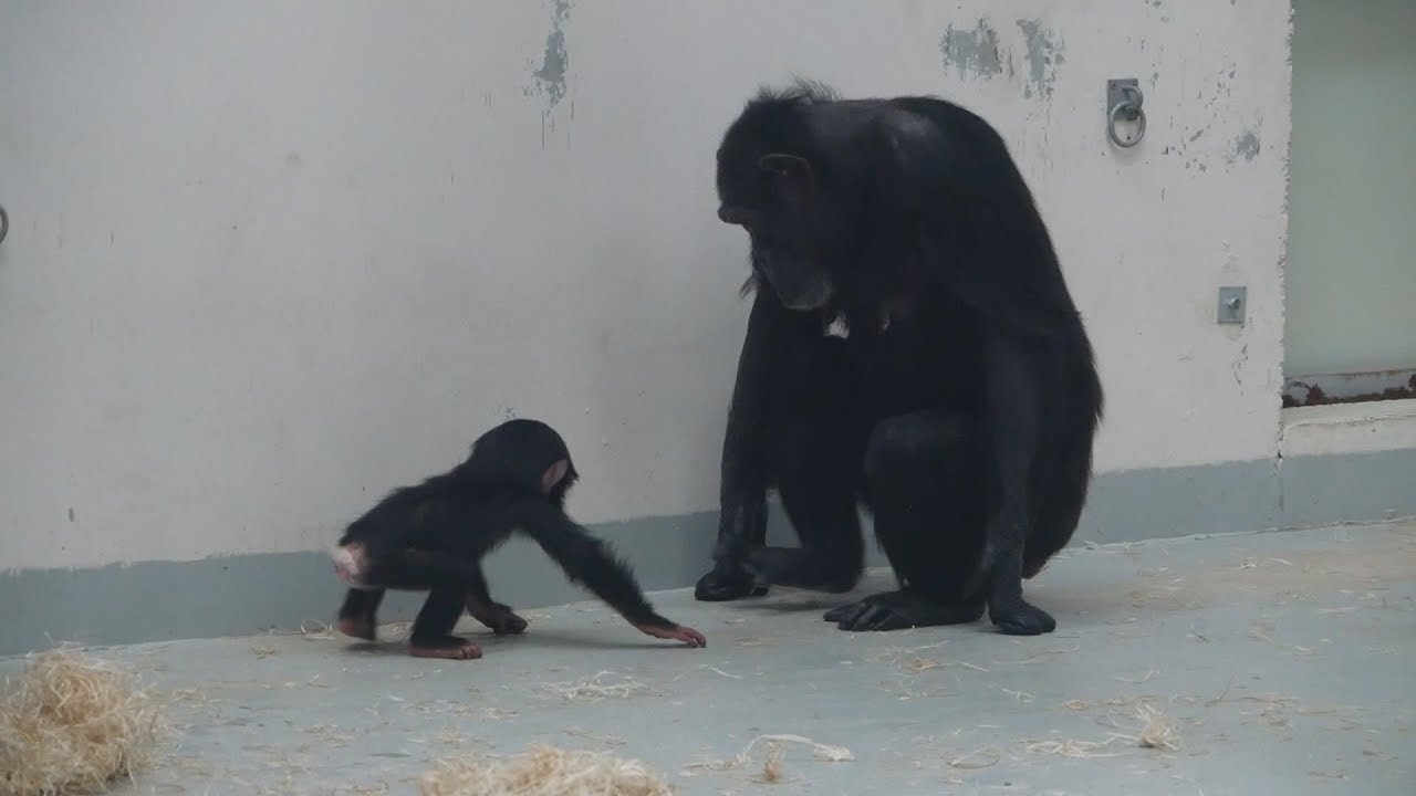 Adorable Baby Chimp Learning to Walk