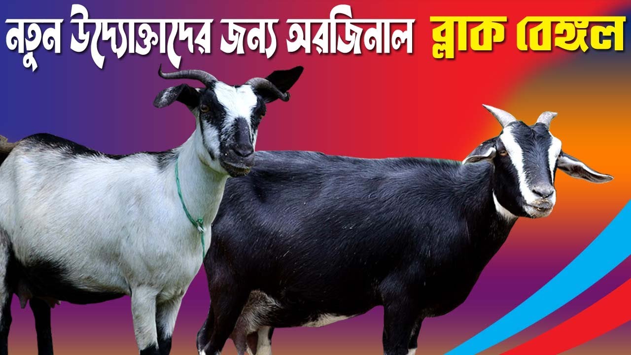 ১০০% ব্লাক বেঙ্গল পালনে সফলতা আসবেই || দেখুন বিস্তারিত || Black Bangol Goat Farming