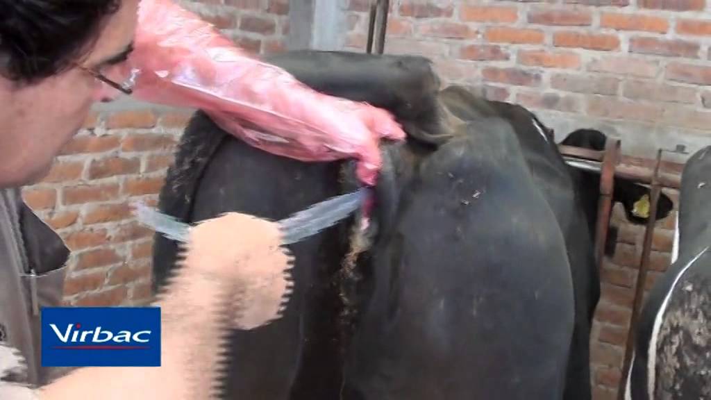 Inseminación Artificial a Tiempo Fijo