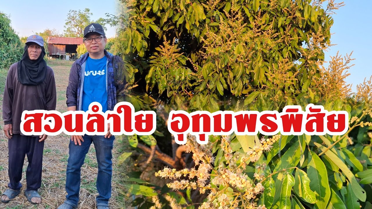 ทำมาหลายปีสวนลำไย บ้านหนองใหญ่ อุทุมพรพิสัย