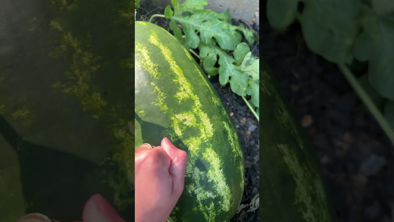 Massive Sangria Watermelon Garden Tour #gardentour#watermelon#gardening