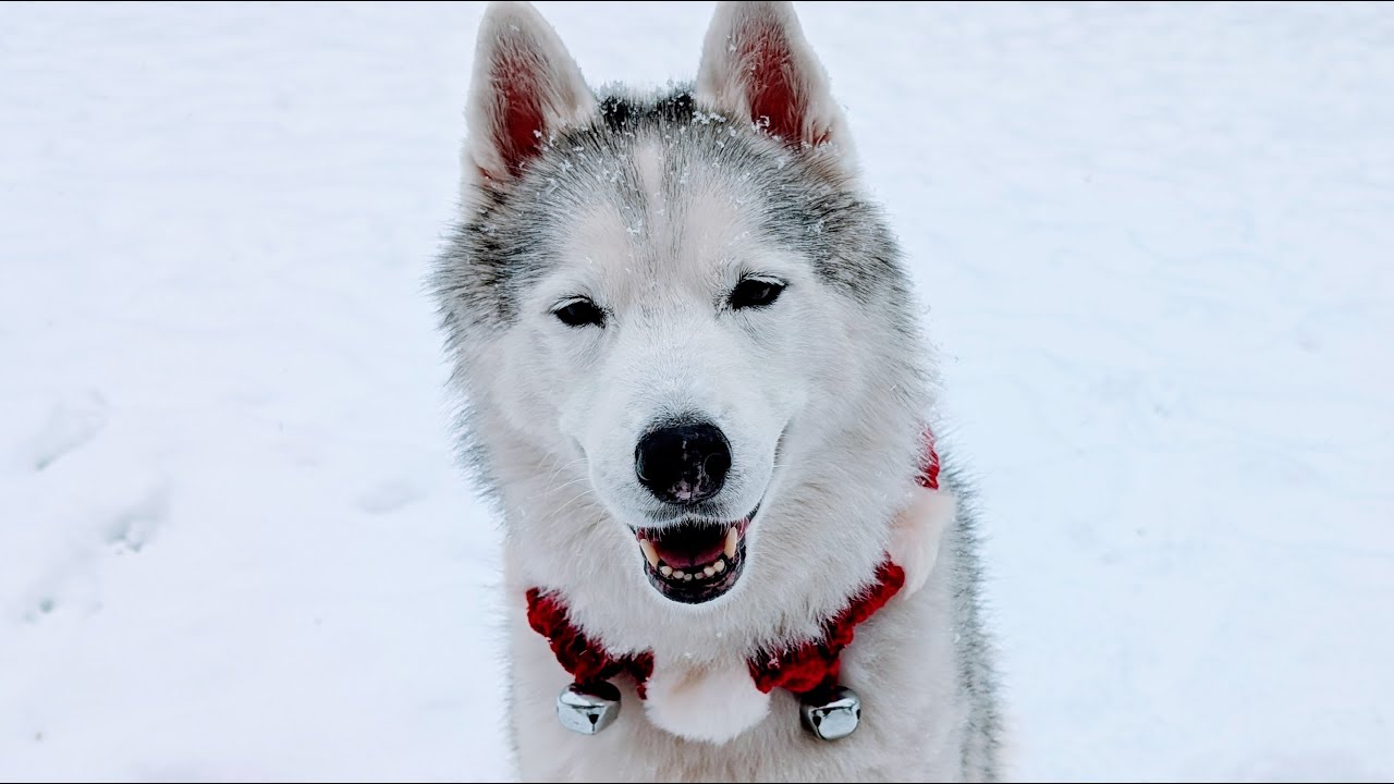 The Snow Made My Old Husky Go CRAZY!