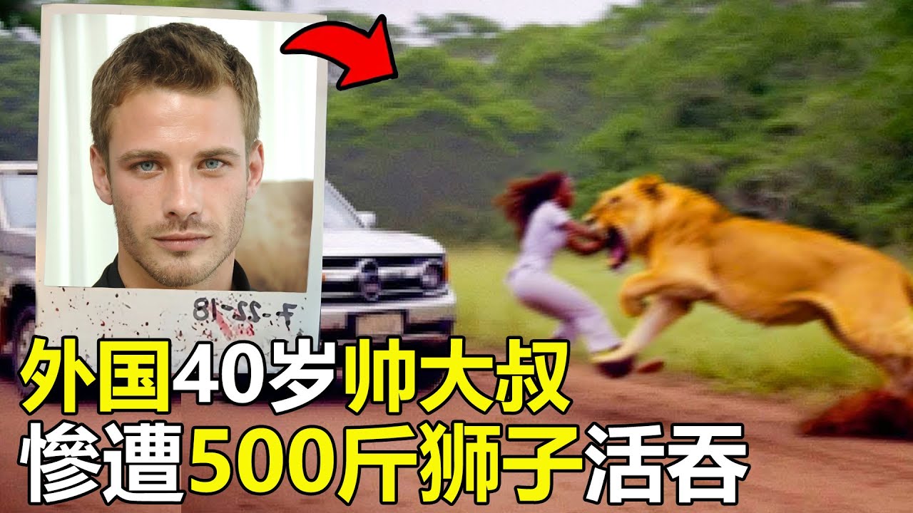 非洲40岁知名导游，惨遭400斤&ldquo;狮子活吞&rdquo;游客目睹全程，场面吓尿所有人#世界之最 #animals #野生生物 #野生动物 #动物 #動物世界 #災難 #科普 #灾难 #纪录片
