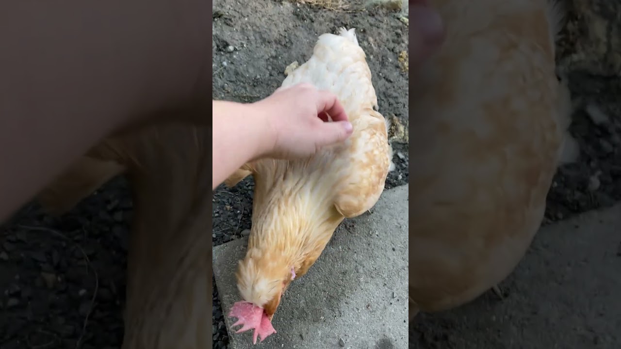 🐔 Meine neuen Lieblinge |  #youtubecreatorcommunity #h&uuml;hnerimgarten #araucana