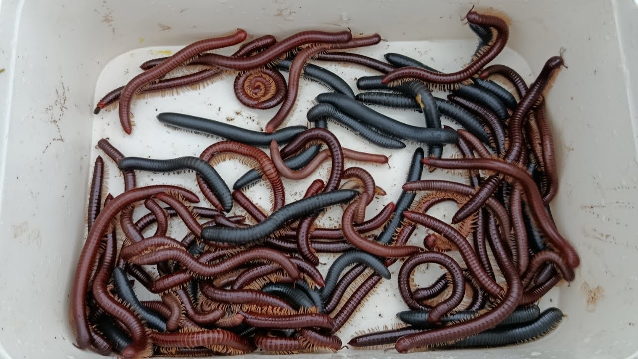 Hunting millipede kaki seribu part 12