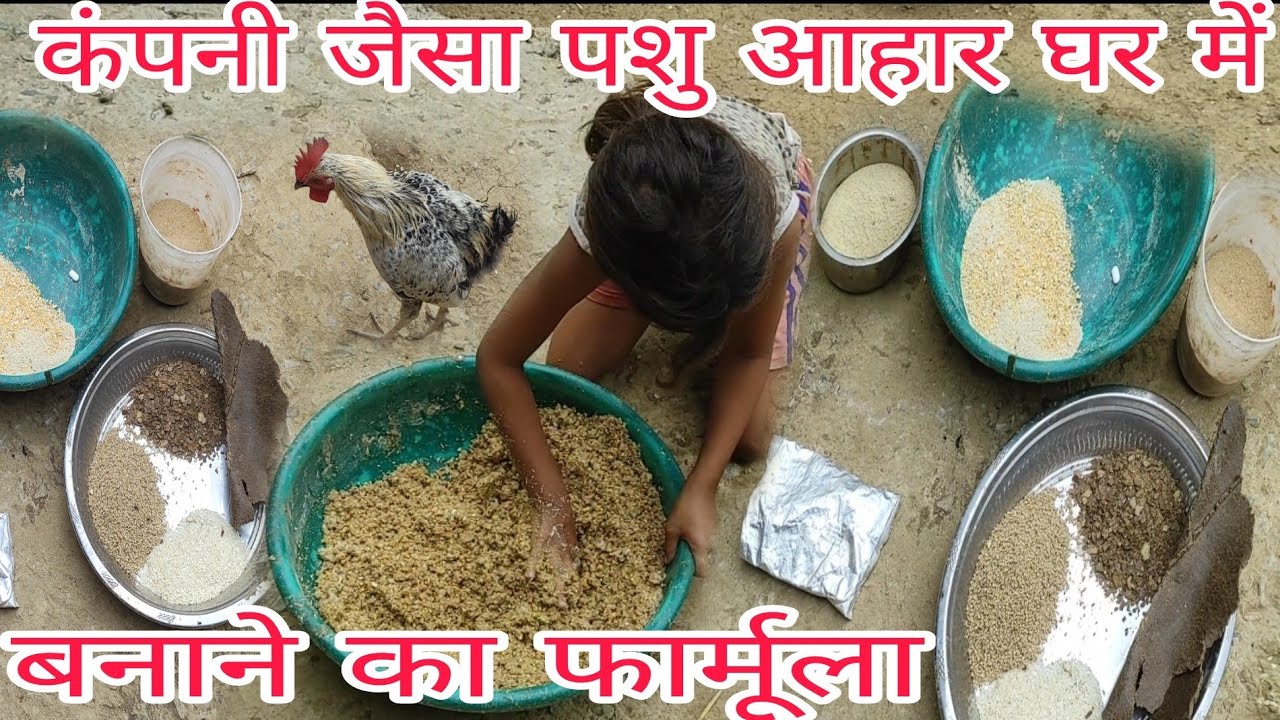 मुर्गियों के लिए पशु आहार कम खर्च में अपने घर पर कैसे बनाएं घर पर मुर्गी दाना बनाने का फार्मूला
