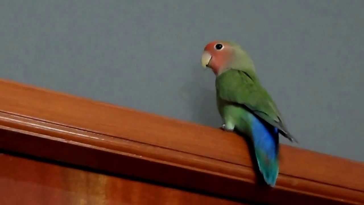 Agapornis hablando, Coco diciendo pollito // Lovebird talking