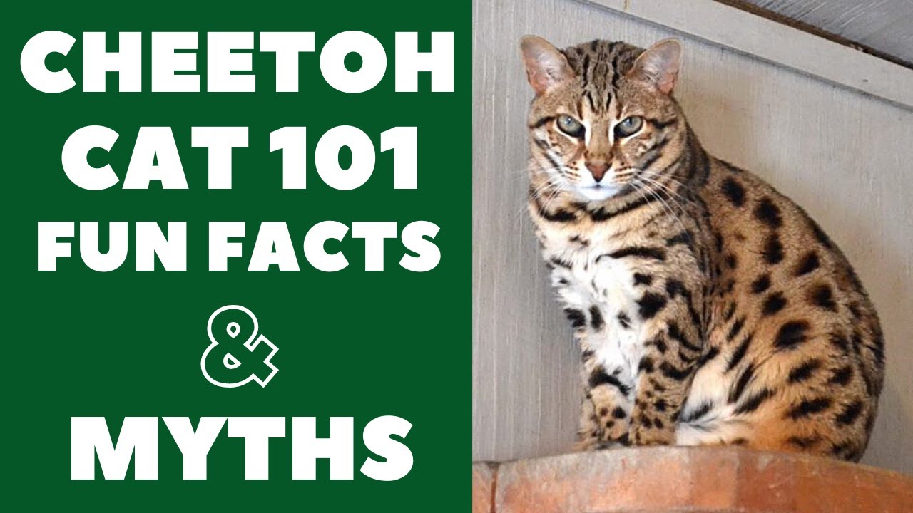 Cheetoh Cats 101 : Fun Facts & Myths