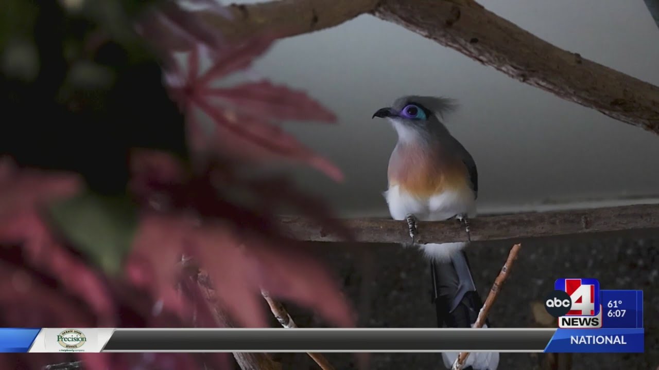 Acts of Kindness: Meet the volunteers of Tracy Aviary
