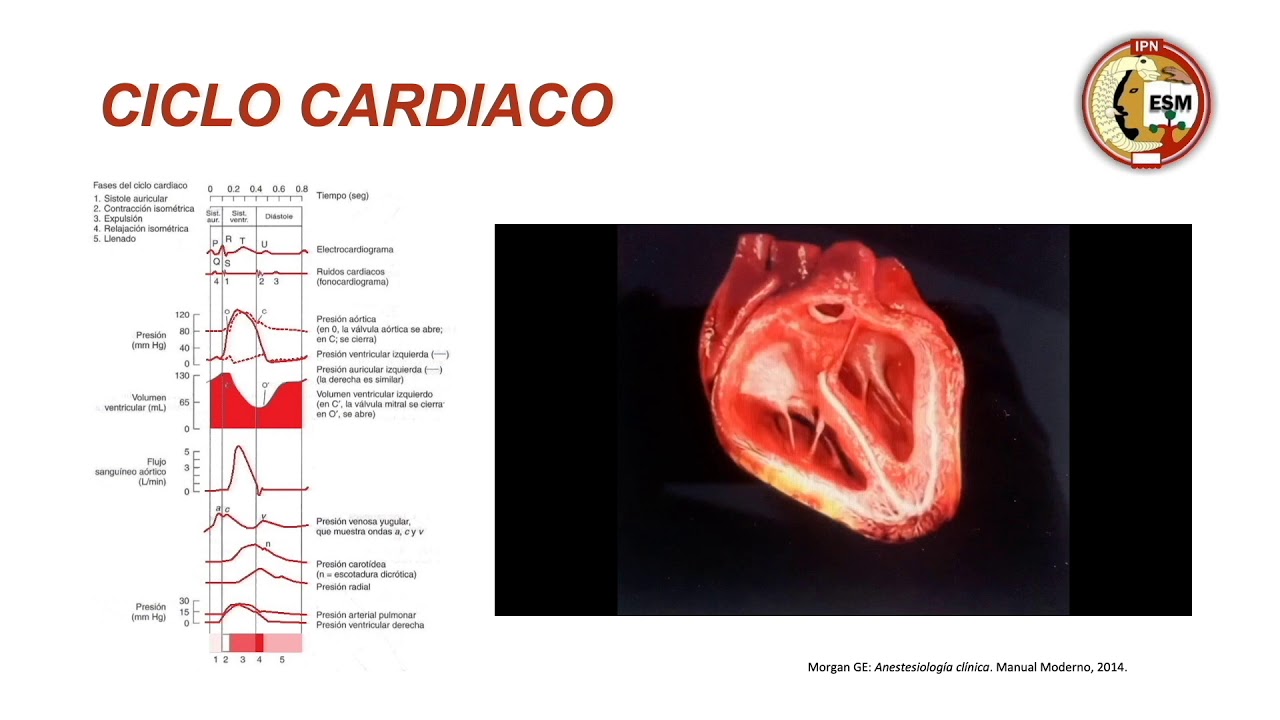 Anatomía funcional del sistema cardiovascular y su relación con la anestesia