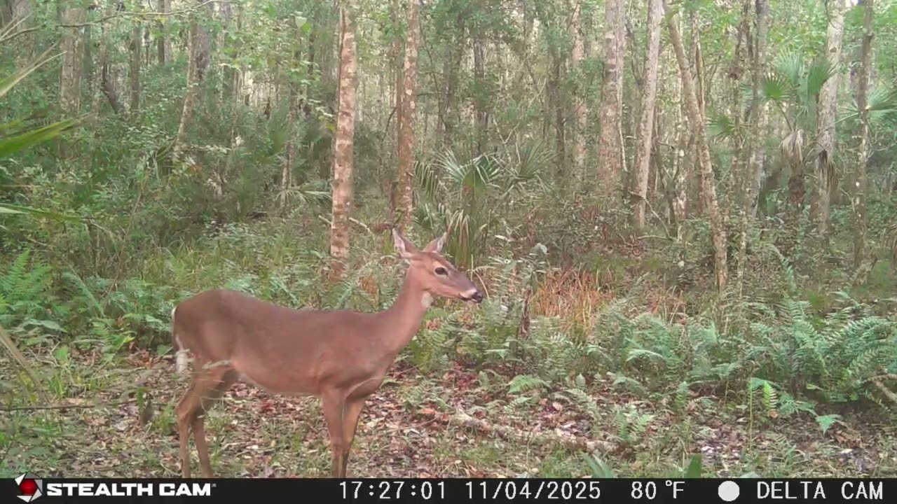 Central Florida Trail Camera - Wild Caught