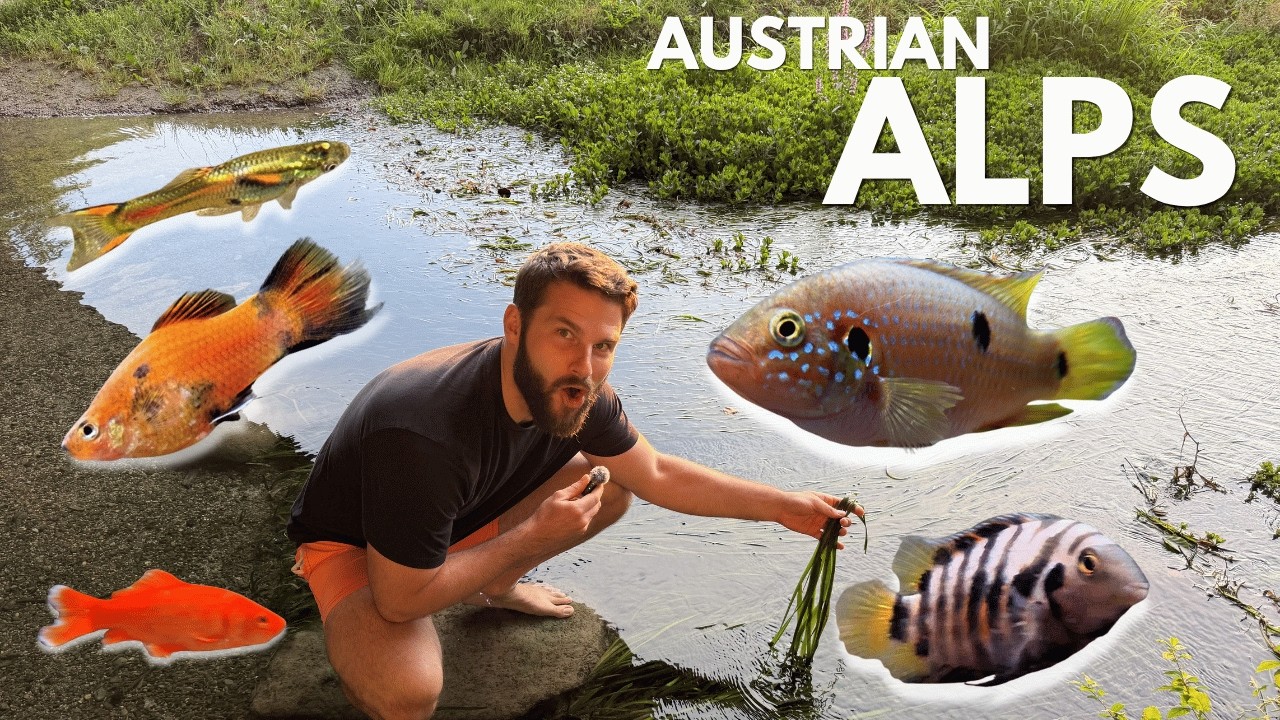 Which AQUARIUM fish can i find in a creek in the..