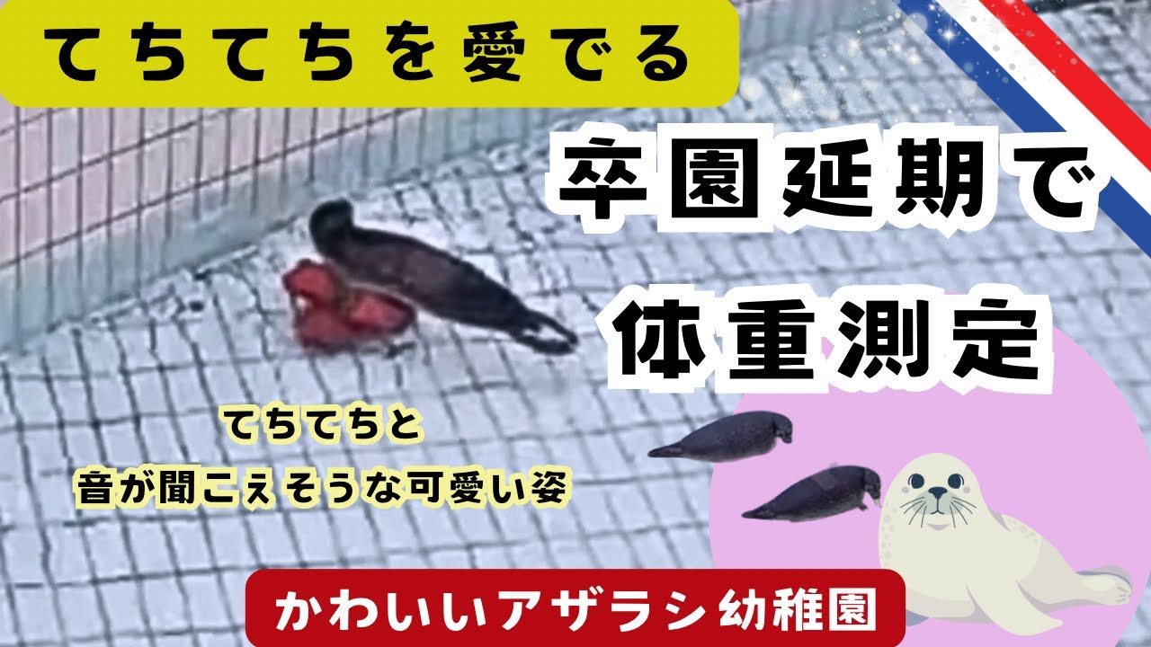 [かわいいアザラシ幼稚園]卒園延期だけど体重測定をするアザラシさん達。てちてちと音がしそうな移動の姿をご覧ください