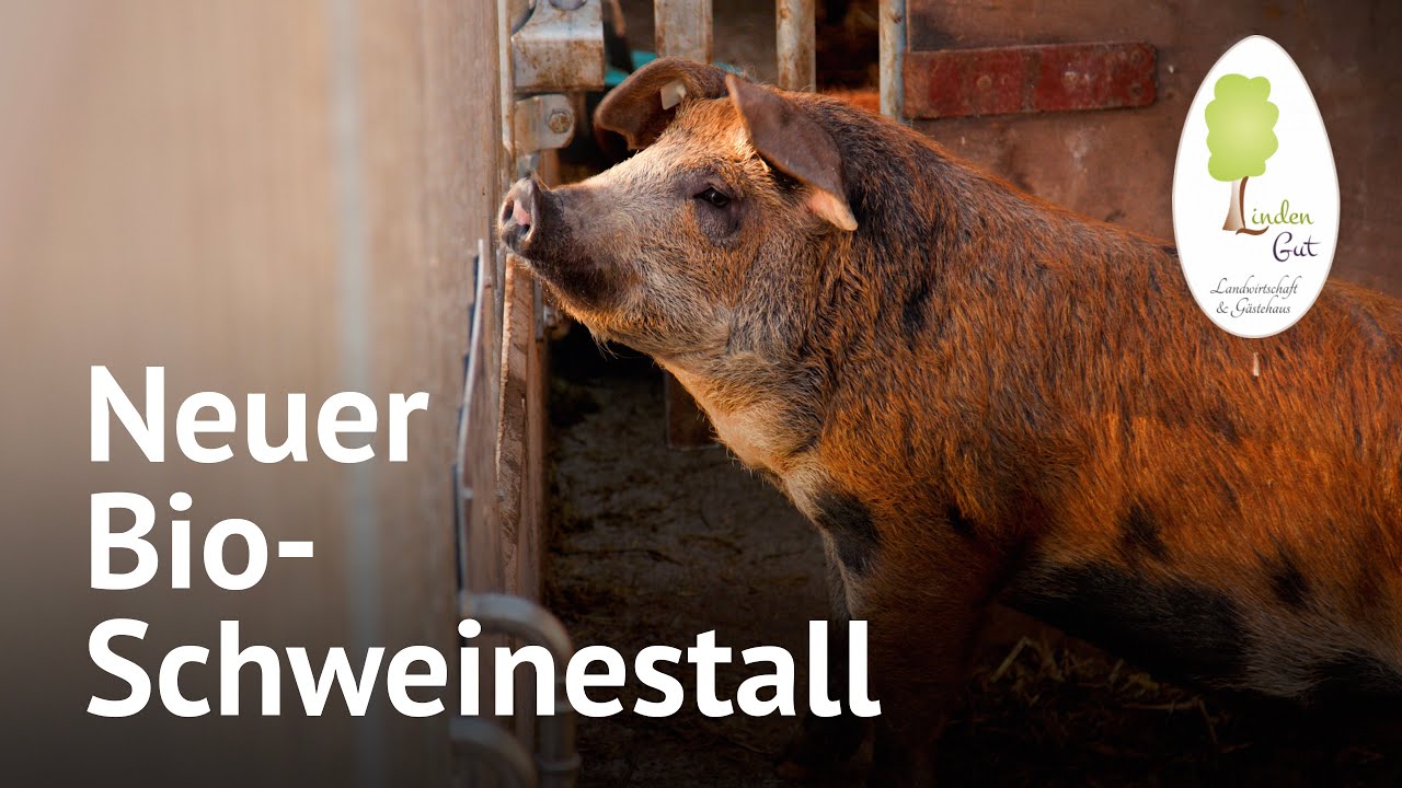 Bio-Schweinehaltung im Aktivstall – Biobauernhof | Landwirtschaft am LindenGut