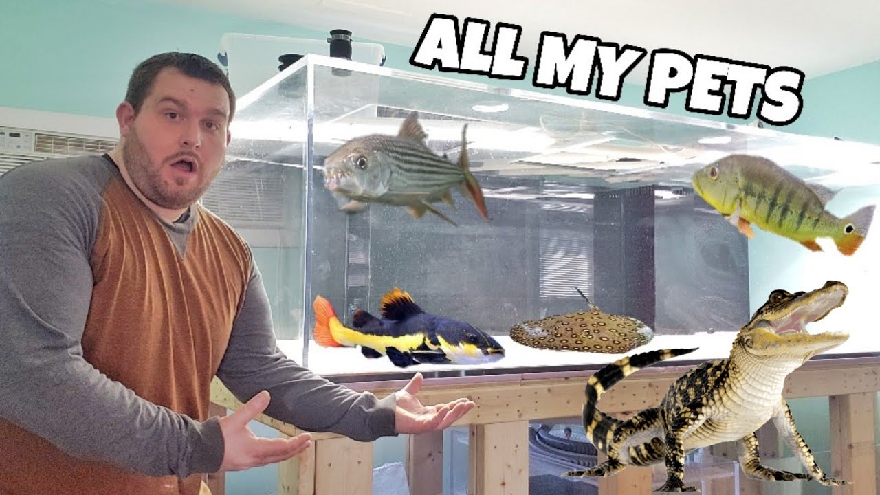 FEEDING ALL my MONSTER FISH (1,000 GALLON AQUARIUM UPDATE!)