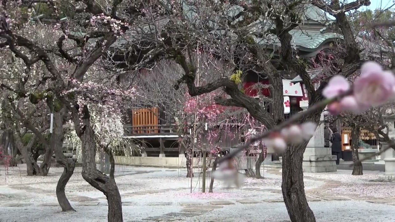 ワイエムエス　フレンドリー　綱敷天満宮のしいだ梅祭り（築上町）　2026/02/28