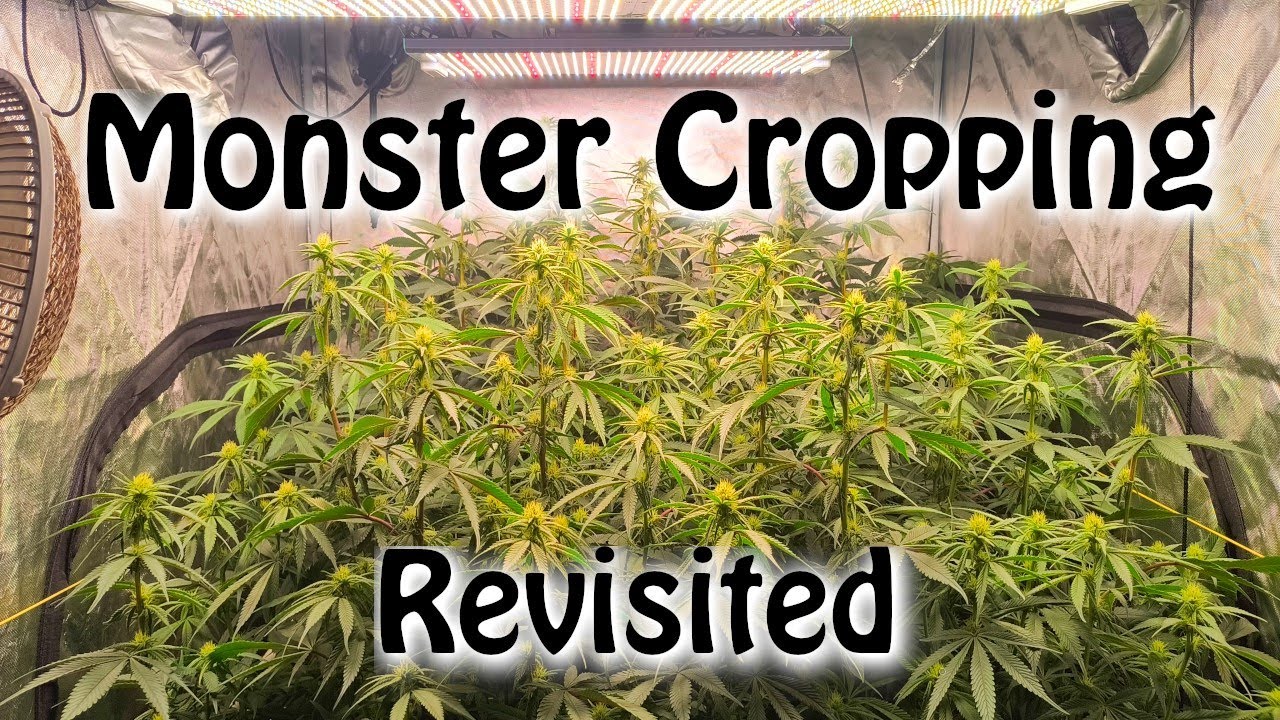 Monster Cropping revisited. I changed my mind