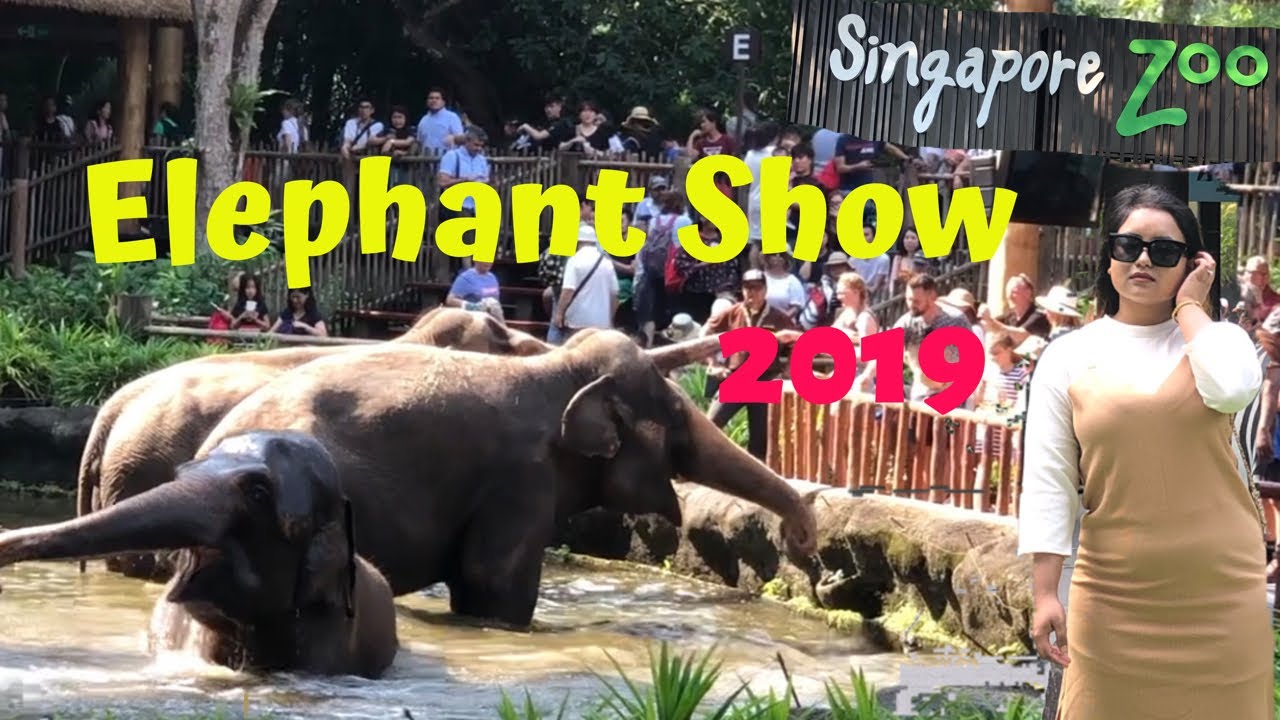 Elephant Show in Singapore Zoo 2019 | Elephants of Asia