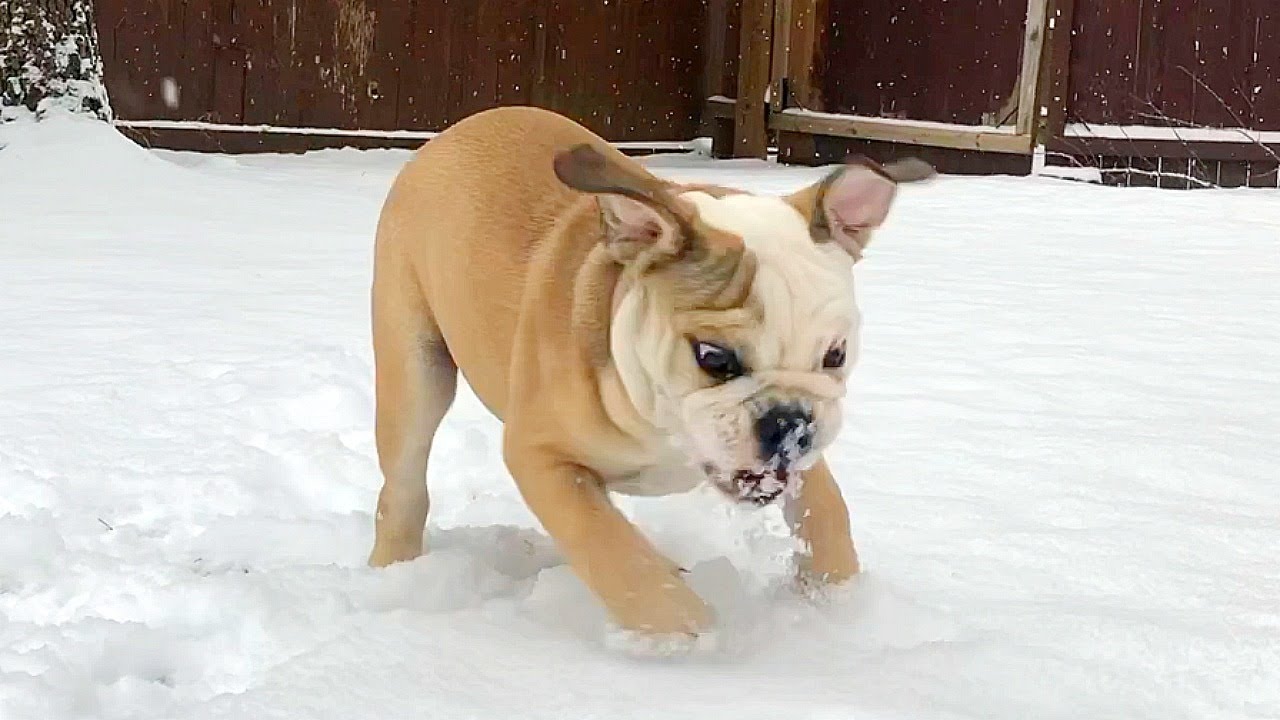 My CUTE Bulldog Puppy Reacts to Snow!