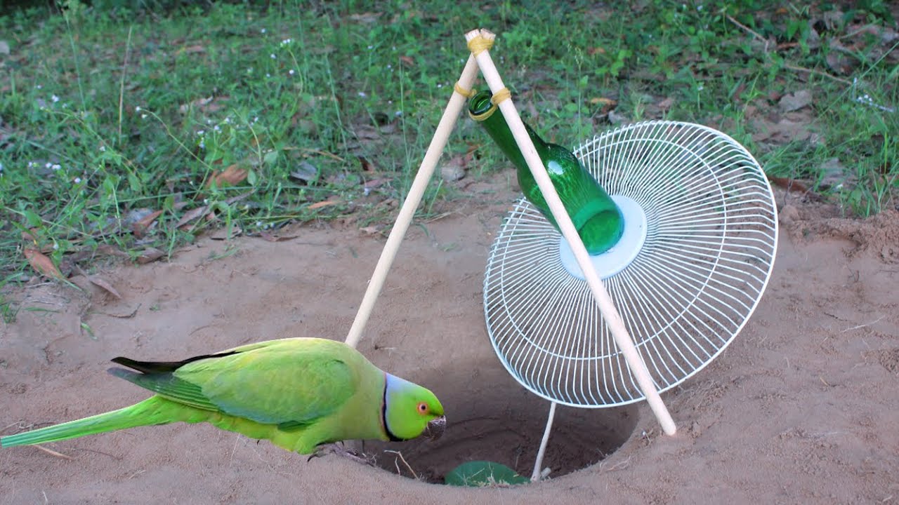 Creative Unique Parrot Trap Using Bottles & Fan Shield