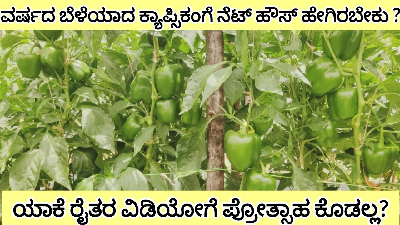 ಸದೃಢವಾದ ನೆಟ್ ಹೌಸ್ ಮಾಡಲು ಏನೇಲ್ಲಾ ಗಮನಿಸಬೇಕು ? ಸಂಪೂರ್ಣ ಮಾಹಿತಿ | net house making for capsicum 🫑 crop 