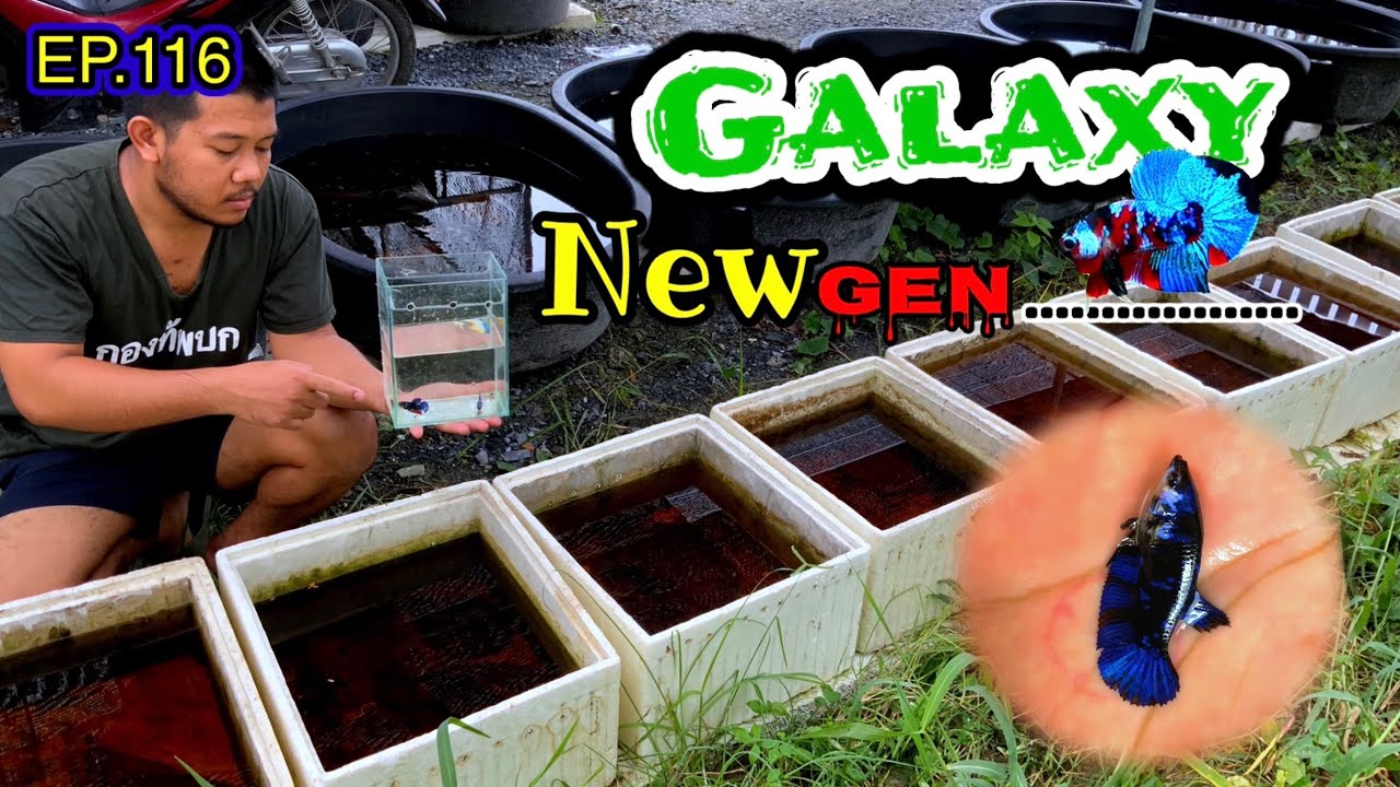 EP.116 Galaxy ชุดใหม่พาชมวัตถุดิบ ดีกว่าเดิมแน่นอน
