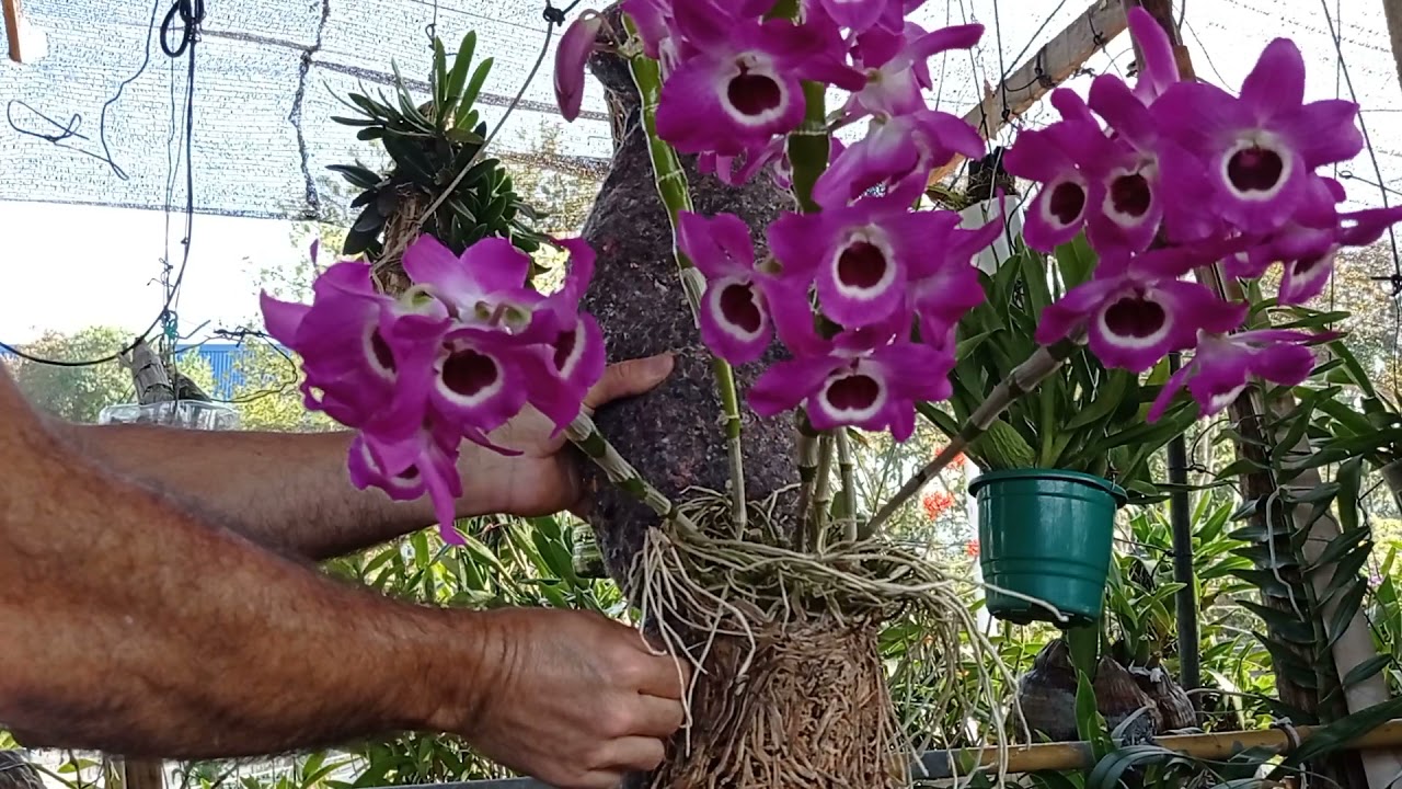 como replantar uma orquídea dendrobium Nobile no tronco