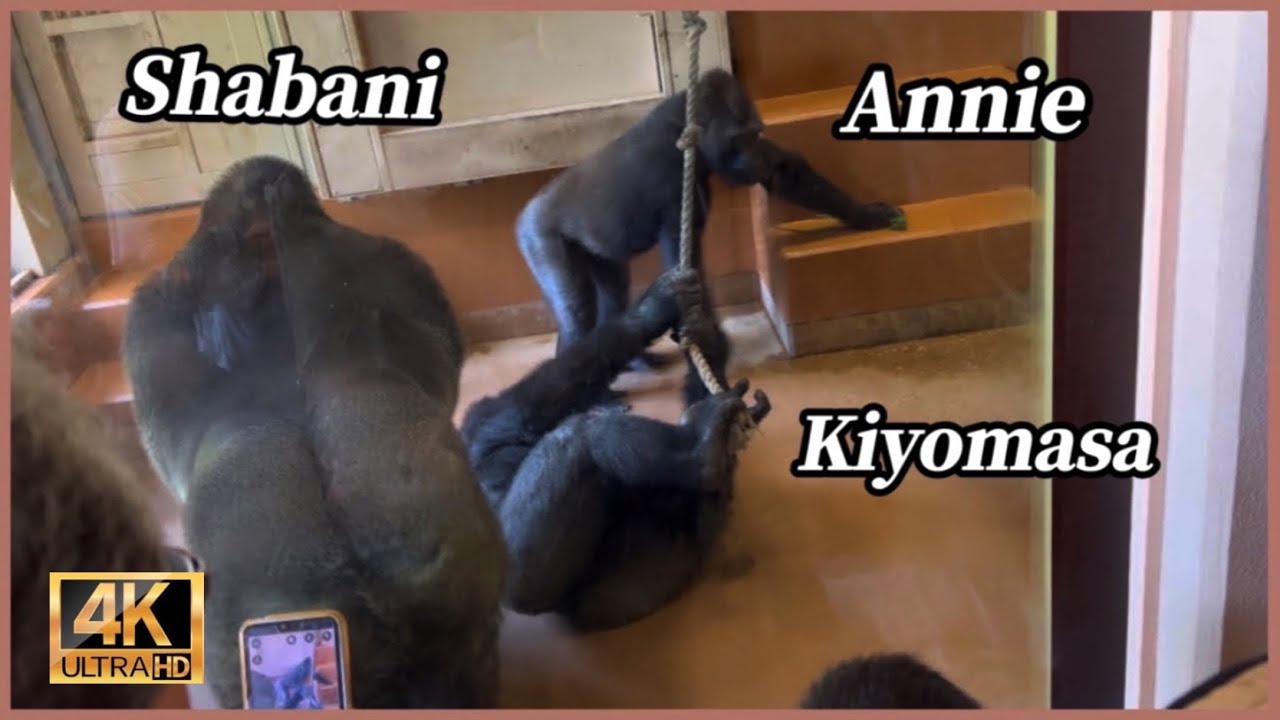シャバーニに挑むキヨマサ！アニーにちょっかいを出すキヨマサ！みんな大爆笑！