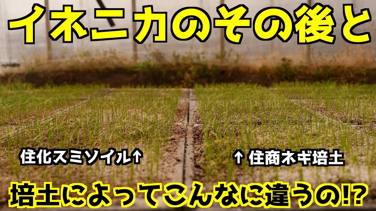 【こんなに差が出るか!?】ネギ培土による生育の差とイネニカを使ってどうなったのかお見せします!!
