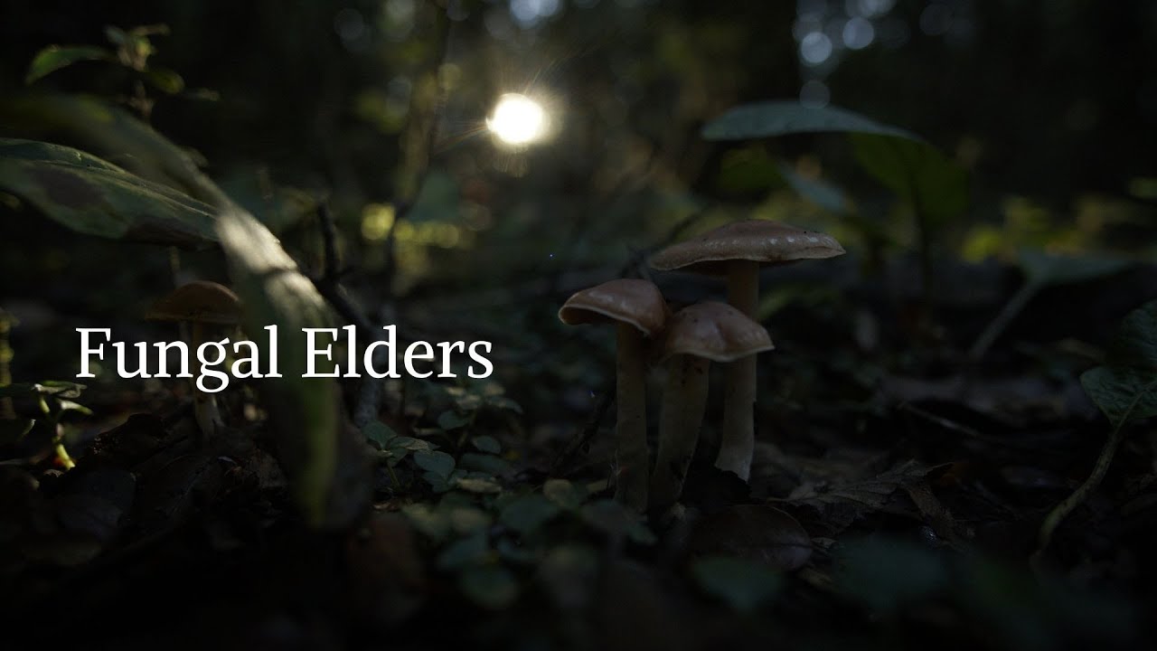 Fungal Elders / Hongos Ancestrales