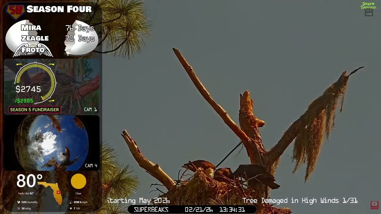 🦅Yesterday at SuperBeaks | Feb 21, 2026-Parents mating above eaglets & nice views of both being fed💕