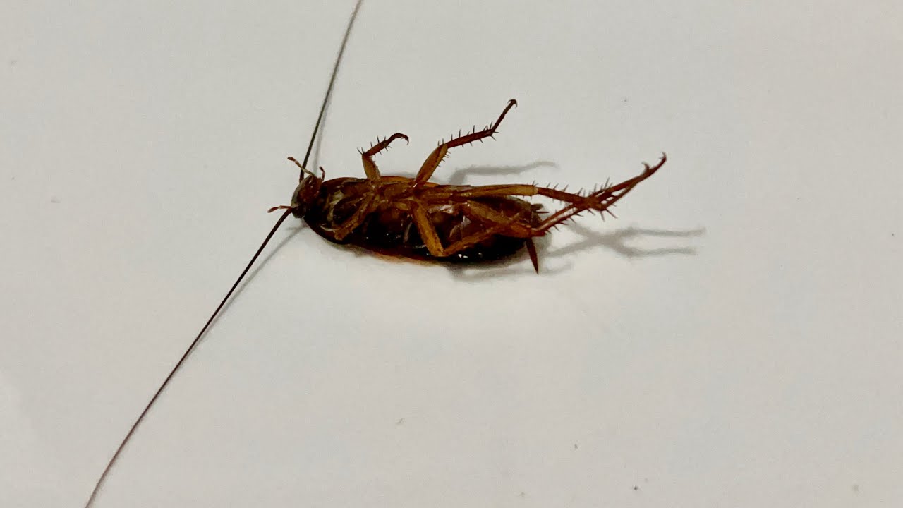 Cockroach upside down can not get up #naturelovers #insects #nature #cockroach #youtubevideo 
